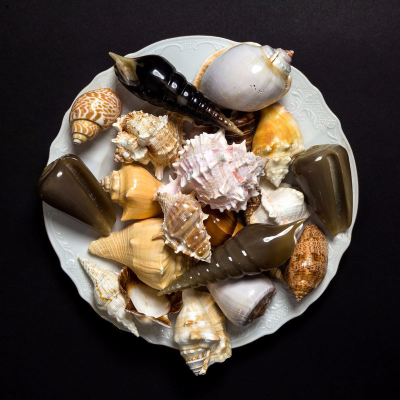 Shop Cone Shell Objet | Maison Vague